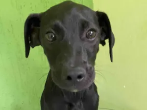 Cachorro raça SRD-ViraLata idade 2 a 6 meses nome Foguinho 