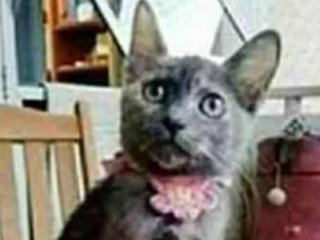 Gato ra a srd escaminha  idade 7 a 11 meses nome MARIA