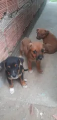 Mike, Pandora e Mel