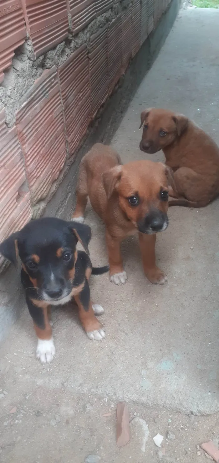 Cachorro raça SRD-ViraLata idade Abaixo de 2 meses nome Mike, Pandora e Mel