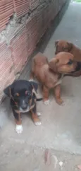 Mike, Pandora e Mel