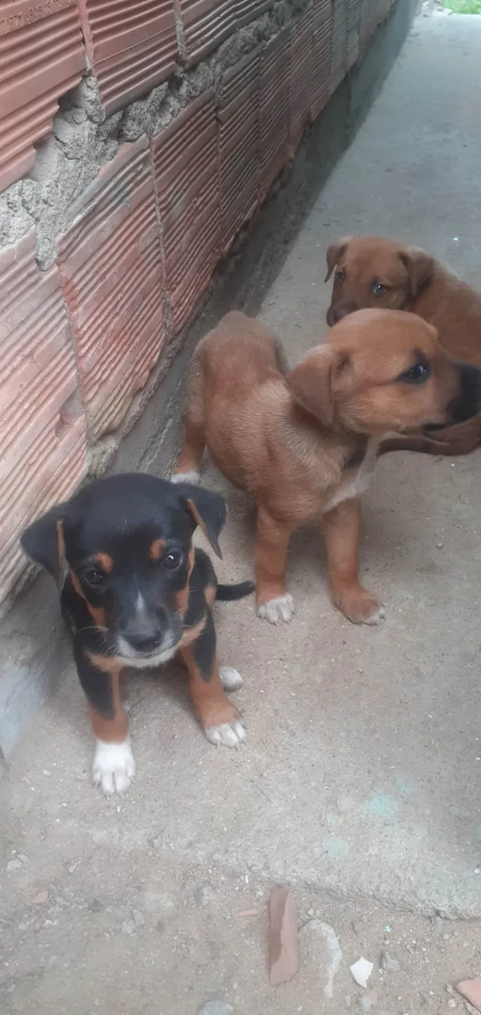 Cachorro raça SRD-ViraLata idade Abaixo de 2 meses nome Mike, Pandora e Mel