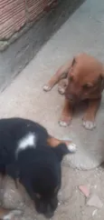 Mike, Pandora e Mel