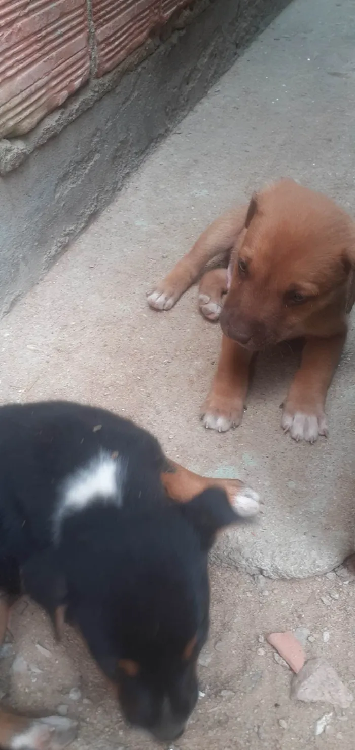 Cachorro raça SRD-ViraLata idade Abaixo de 2 meses nome Mike, Pandora e Mel