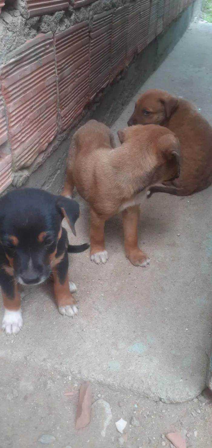 Cachorro raça SRD-ViraLata idade Abaixo de 2 meses nome Mike, Pandora e Mel