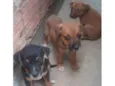 Mike, Pandora e Mel