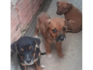 Cachorro raça SRD-ViraLata idade Abaixo de 2 meses nome Mike, Pandora e Mel