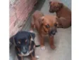 Mike, Pandora e Mel