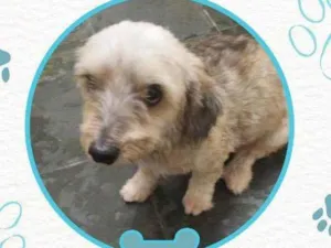 Cachorro raça Poodle Toy idade 3 anos nome .