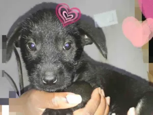 Cachorro raça SRD-ViraLata idade 2 a 6 meses nome Safira e Sakira