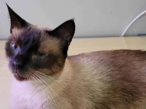 Gato raça Sem raça definida idade 2 anos nome Ted