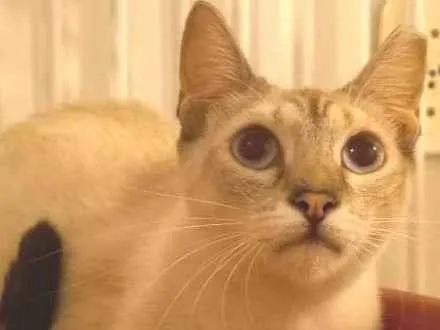 Gato raça SRD idade 1 ano nome BLUE