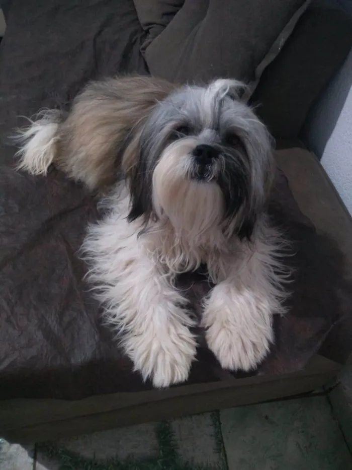 Cachorro ra a Lhasa Apso idade 7 a 11 meses nome Ted