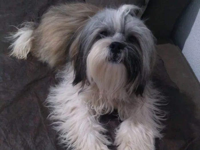 Cachorro ra a Lhasa Apso idade 7 a 11 meses nome Ted