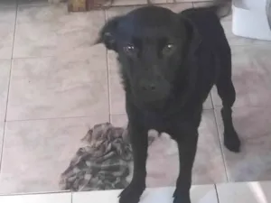 Cachorro raça SRD-ViraLata idade 1 ano nome Anúbis 