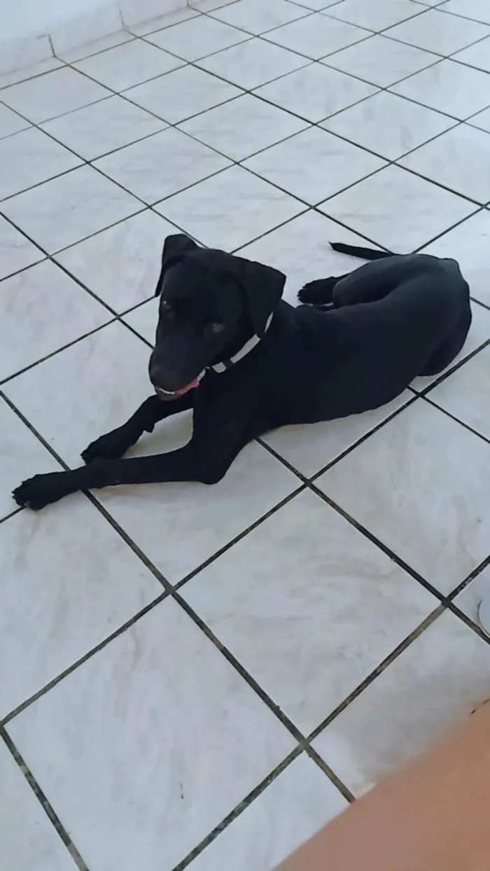 Cachorro ra a Labrador com fila idade 1 ano nome Sirius Black