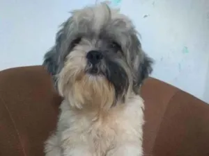 Cachorro raça Lhasa Apso idade 7 a 11 meses nome Ted