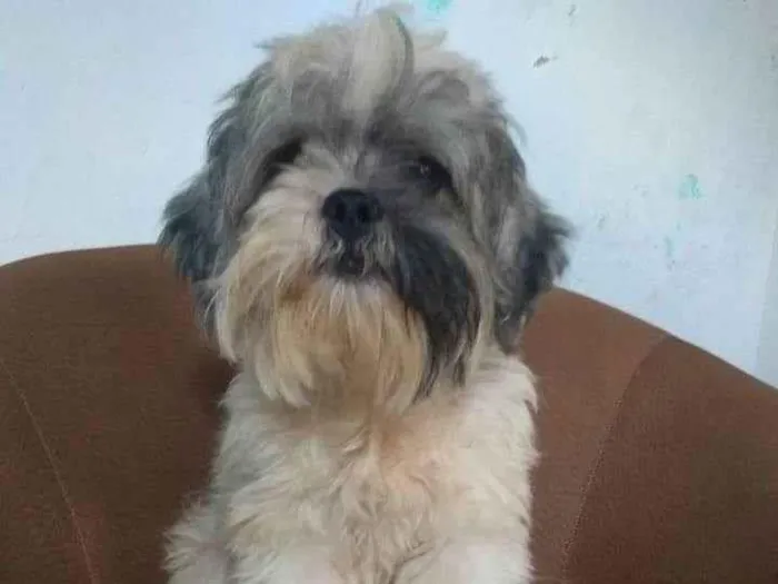 Cachorro ra a Lhasa Apso idade 7 a 11 meses nome Ted