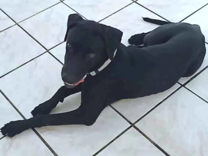 Cachorro ra a Labrador com fila idade 1 ano nome Sirius Black