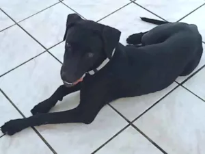 Cachorro raça Labrador com fila idade 1 ano nome Sirius Black