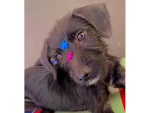 Cachorro raça SRD-ViraLata idade 7 a 11 meses nome Sky