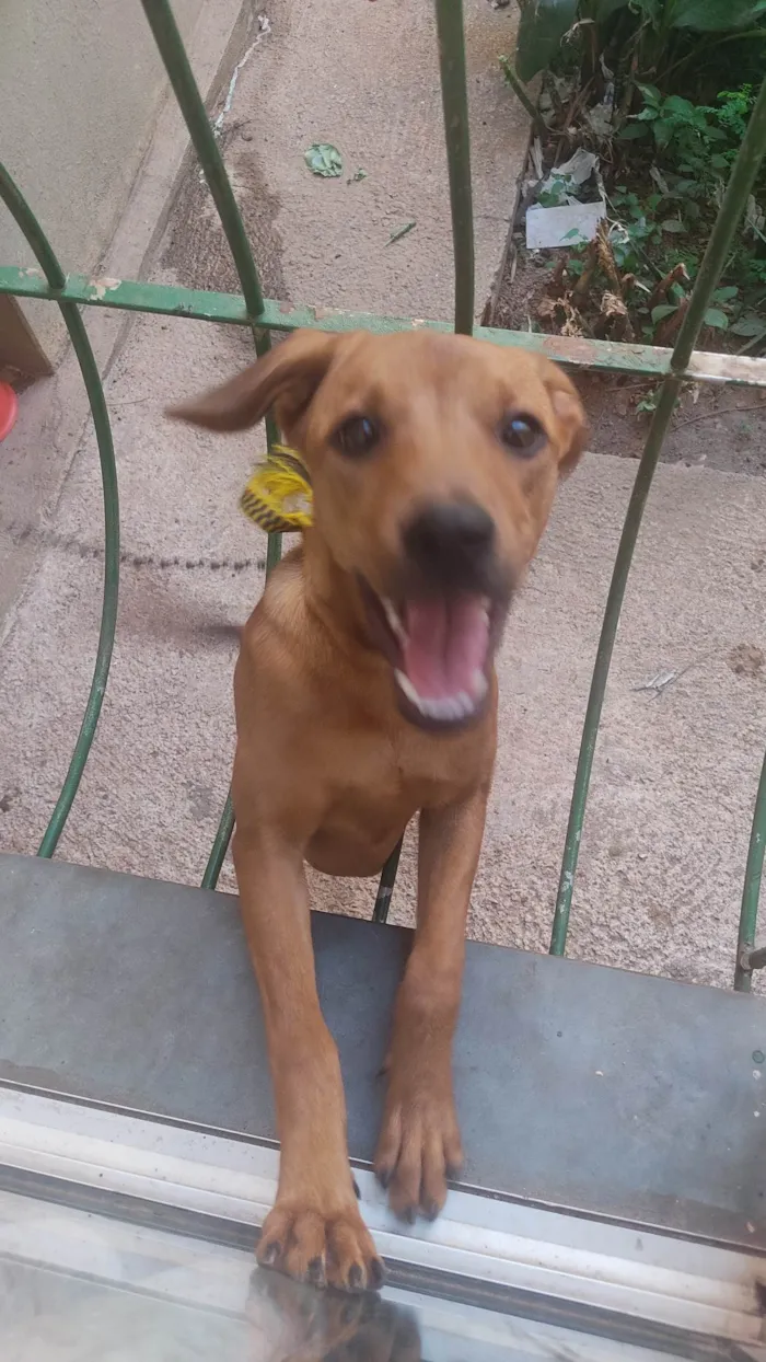 Cachorro ra a SRD-ViraLata idade 2 a 6 meses nome Caramela