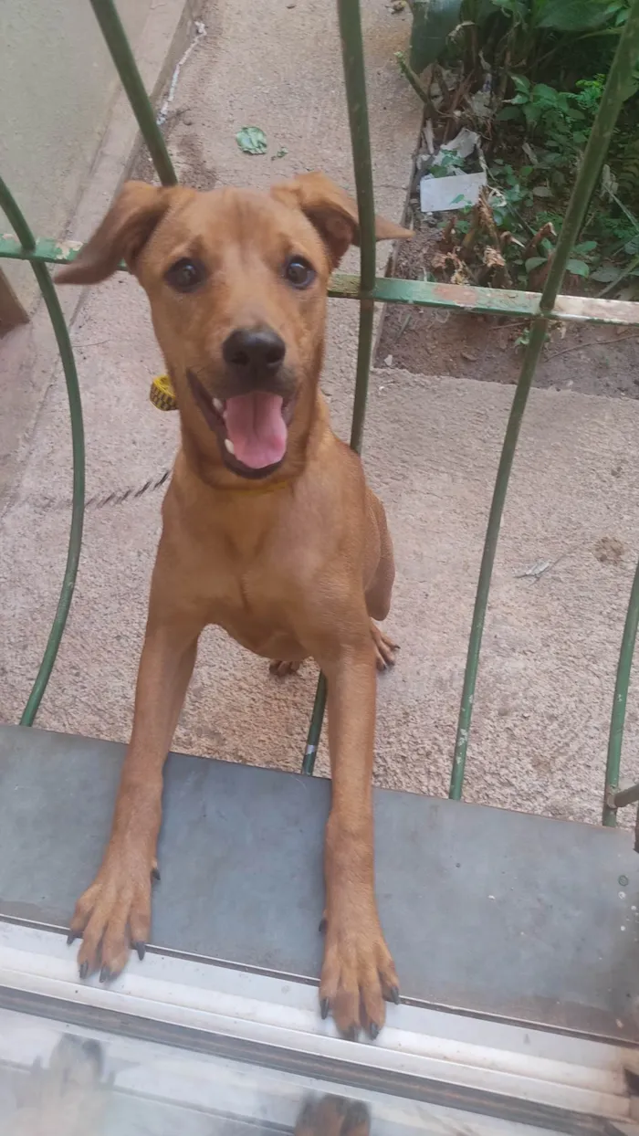 Cachorro ra a SRD-ViraLata idade 2 a 6 meses nome Caramela