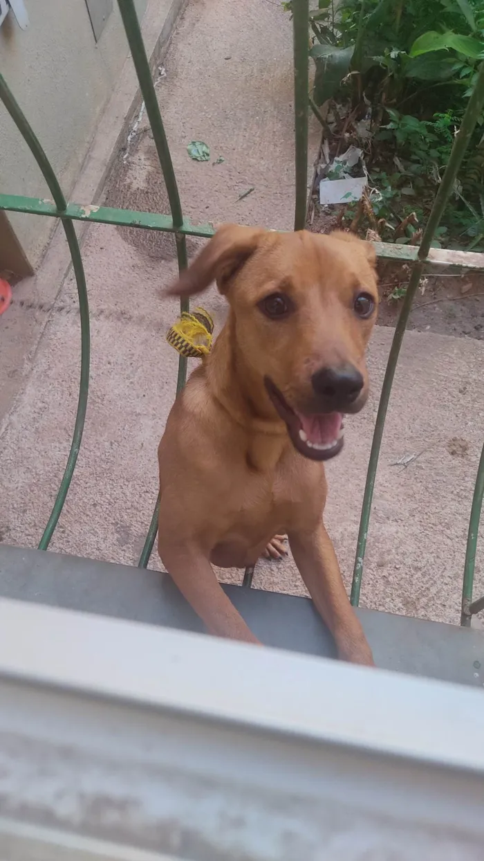 Cachorro ra a SRD-ViraLata idade 2 a 6 meses nome Caramela