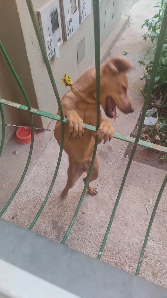 Cachorro ra a SRD-ViraLata idade 2 a 6 meses nome Caramela