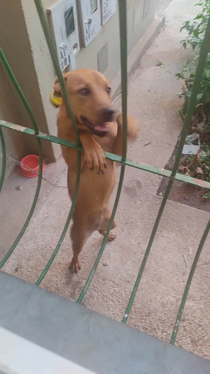 Cachorro ra a SRD-ViraLata idade 2 a 6 meses nome Caramela