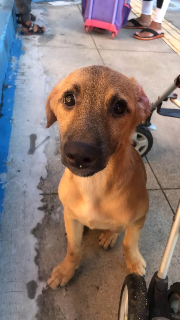 Cachorro ra a Vira lata  idade Abaixo de 2 meses nome Sem nome 