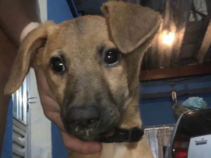 Cachorro ra a Vira lata  idade Abaixo de 2 meses nome Sem nome 