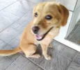 Brisa