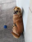 Brisa