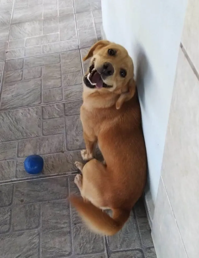 Cachorro ra a SRD-ViraLata idade 1 ano nome Brisa