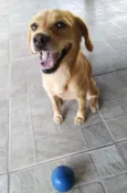 Brisa