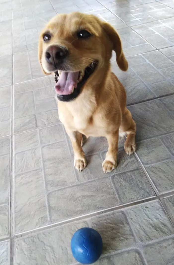 Cachorro ra a SRD-ViraLata idade 1 ano nome Brisa