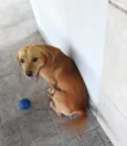 Brisa