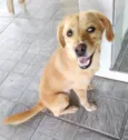 Brisa