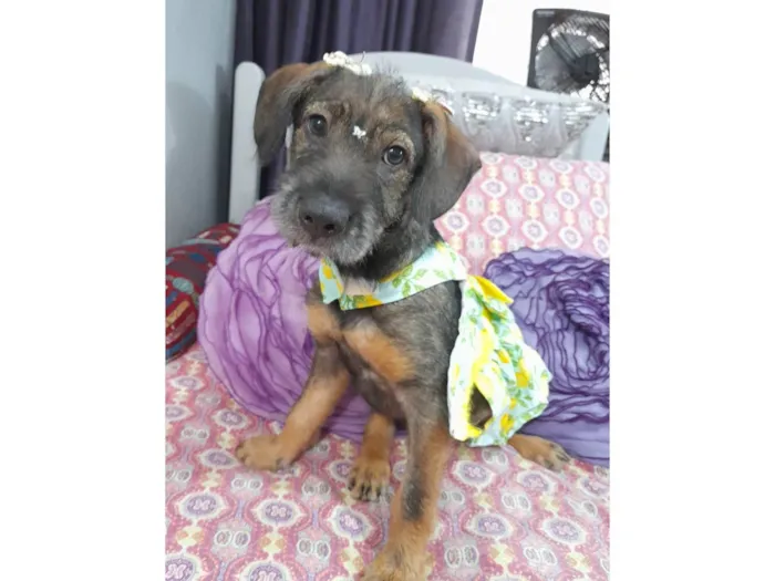 Cachorro ra a Curta idade 2 a 6 meses nome Ludy