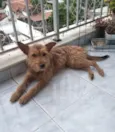 Carrapicho