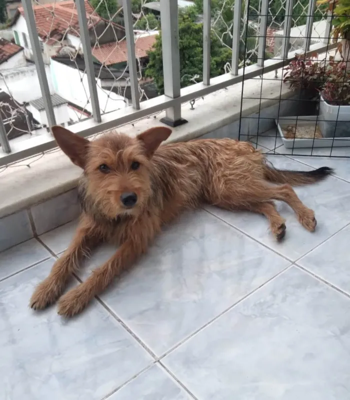 Cachorro ra a SRD-ViraLata idade 1 ano nome Carrapicho