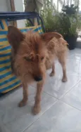Carrapicho