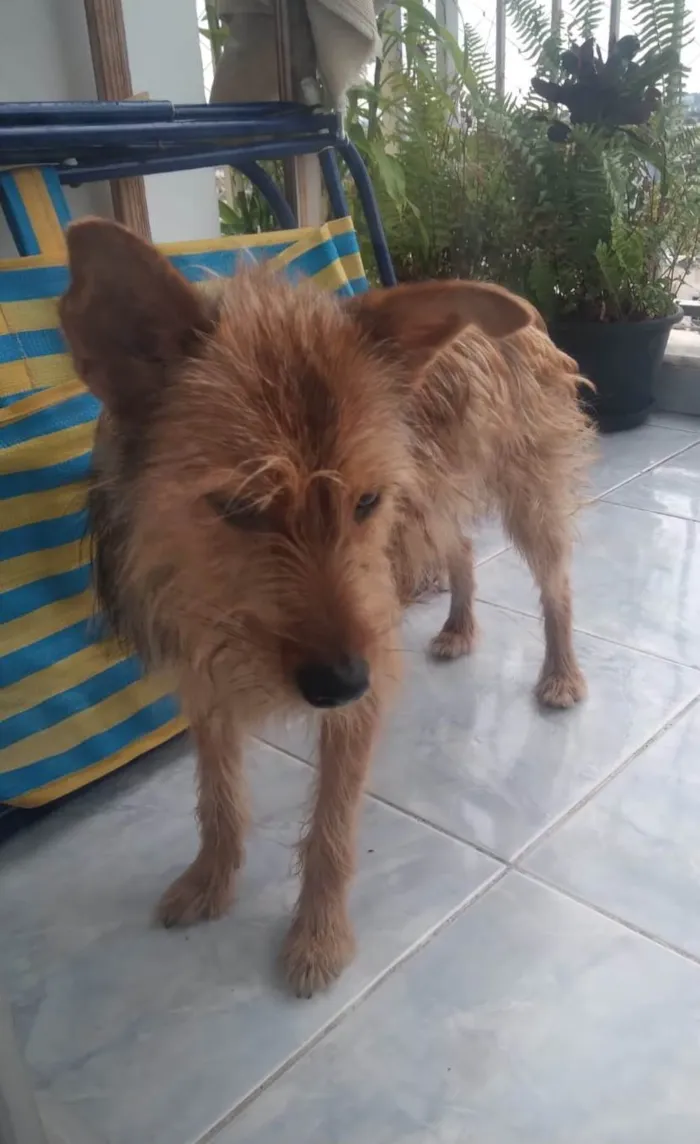 Cachorro ra a SRD-ViraLata idade 1 ano nome Carrapicho