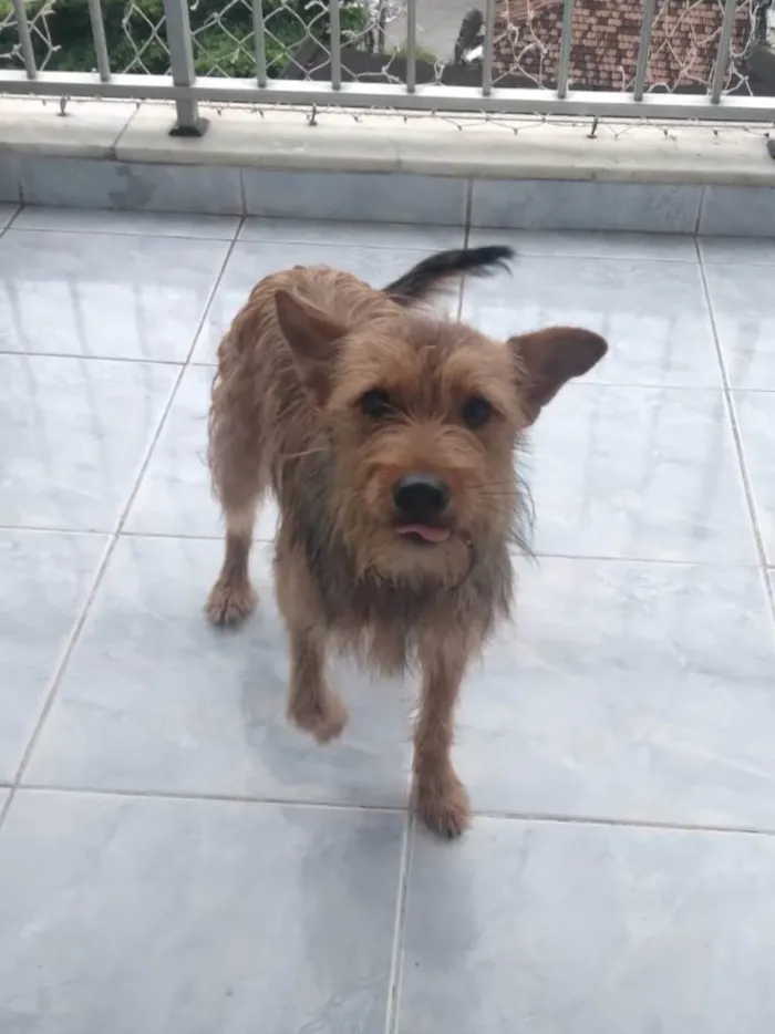 Cachorro ra a SRD-ViraLata idade 1 ano nome Carrapicho