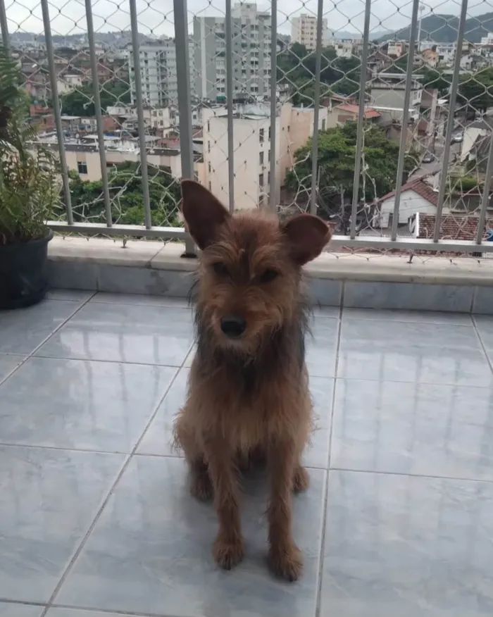 Cachorro ra a SRD-ViraLata idade 1 ano nome Carrapicho