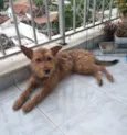 Carrapicho
