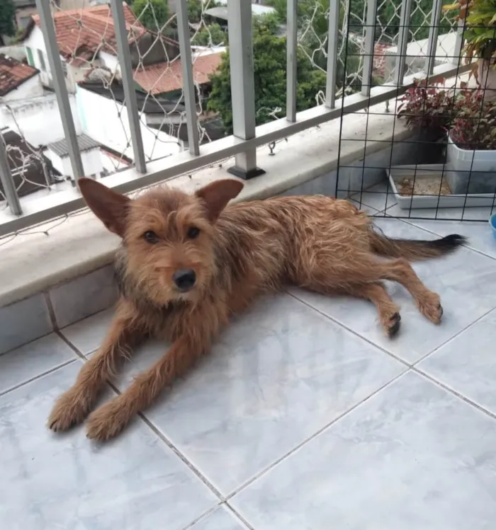 Cachorro ra a SRD-ViraLata idade 1 ano nome Carrapicho