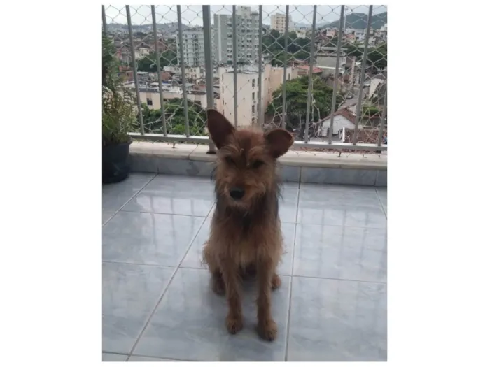 Cachorro ra a SRD-ViraLata idade 1 ano nome Carrapicho