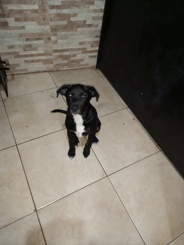 Cachorro ra a SRD-ViraLata idade 7 a 11 meses nome BILLY JOE